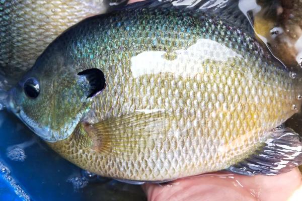 太阳鱼有小刺吗,只有主刺没有小刺