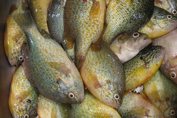 太阳鱼有小刺吗,只有主刺没有小刺