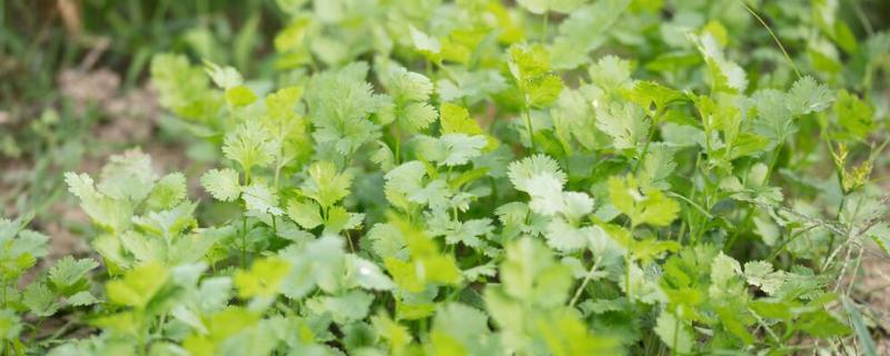 秋香菜的苗期管理方法