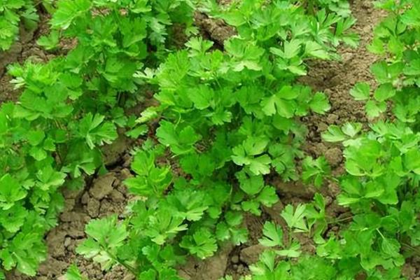 秋香菜的苗期管理方法,长到4-5厘米高时要进行间苗