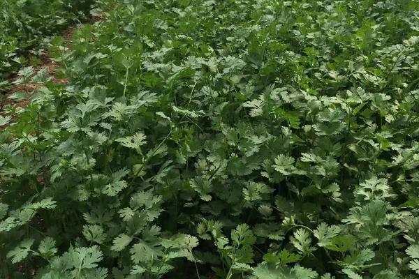 秋香菜的苗期管理方法,长到4-5厘米高时要进行间苗