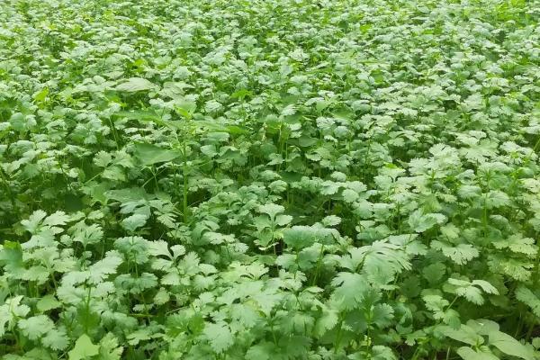 秋香菜的苗期管理方法,长到4-5厘米高时要进行间苗