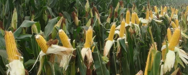 宏硕899玉米种简介