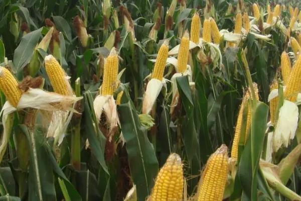 宏硕899玉米种简介,辽宁省春播生育期130天左右