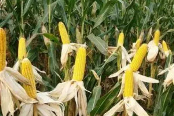 宏硕899玉米种简介,辽宁省春播生育期130天左右