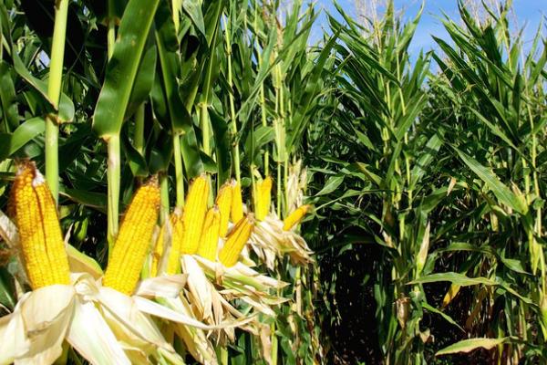 宏硕899玉米种简介,辽宁省春播生育期130天左右