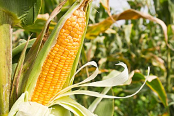 宏硕899玉米种简介,辽宁省春播生育期130天左右