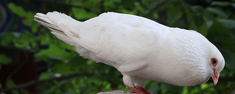 喂鸽子用生米还是熟米