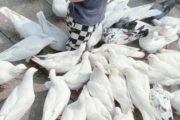 喂鸽子用生米还是熟米,二者均可饲喂、但过量喂食容易造成拉稀