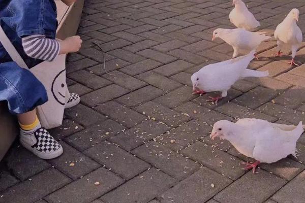 喂鸽子用生米还是熟米,二者均可饲喂、但过量喂食容易造成拉稀