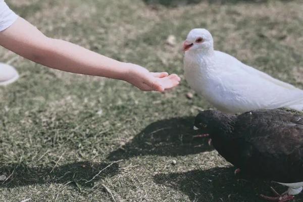 喂鸽子用生米还是熟米,二者均可饲喂、但过量喂食容易造成拉稀