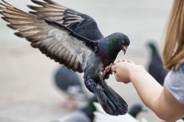 喂鸽子用生米还是熟米,二者均可饲喂、但过量喂食容易造成拉稀