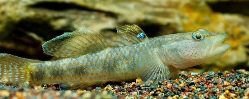 印度小蜜蜂虾虎鱼好不好养