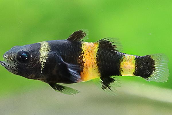 印度小蜜蜂虾虎鱼好不好养,有一定的饲养难度