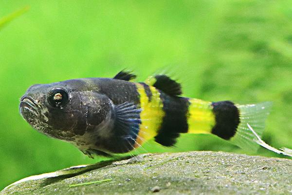 印度小蜜蜂虾虎鱼好不好养,有一定的饲养难度