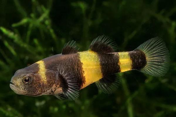 印度小蜜蜂虾虎鱼好不好养,有一定的饲养难度