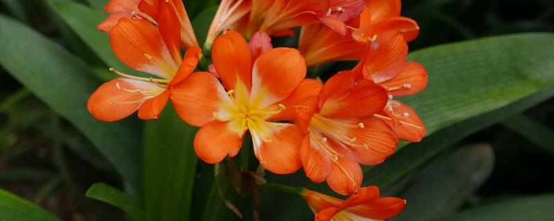 君子兰盆栽方法