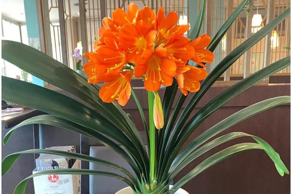 君子兰盆栽方法,适宜温度为15-25℃