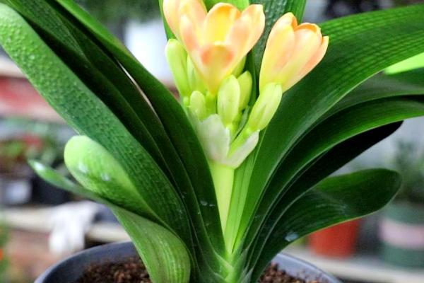 君子兰盆栽方法,适宜温度为15-25℃