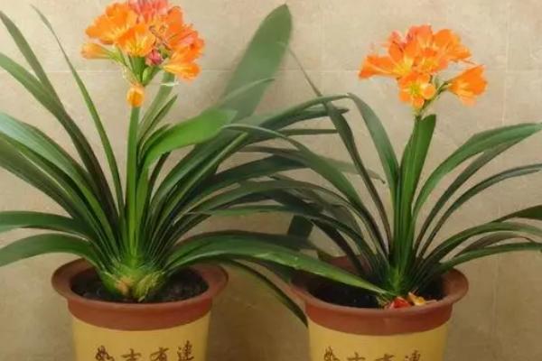 君子兰盆栽方法,适宜温度为15-25℃