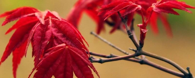 红枫树的育苗法