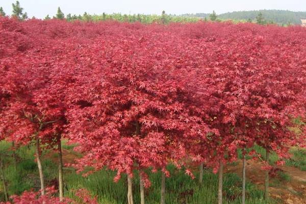 红枫树的育苗法,选择微酸、湿润、透水性好的土壤