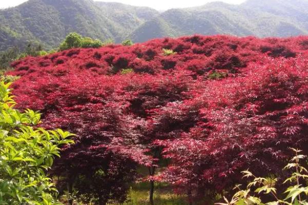 红枫树的育苗法,选择微酸、湿润、透水性好的土壤