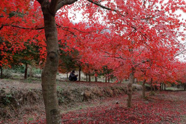 红枫树的育苗法,选择微酸、湿润、透水性好的土壤