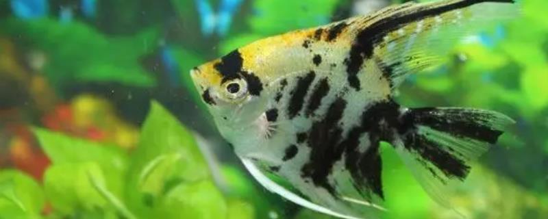 燕子鱼孵化的小鱼怎么养殖