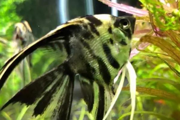 燕子鱼孵化的小鱼怎么养殖，通常是不需要喂食的