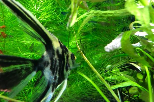 燕子鱼孵化的小鱼怎么养殖，通常是不需要喂食的