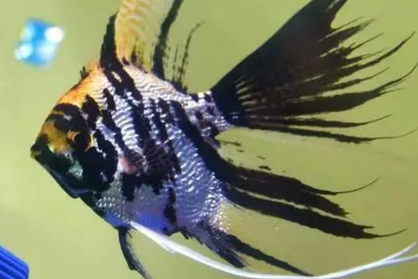 燕子鱼孵化的小鱼怎么养殖，通常是不需要喂食的