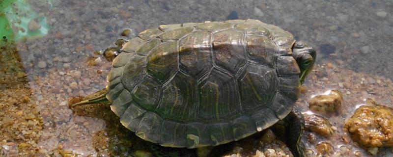 乌龟需要晒太阳吗