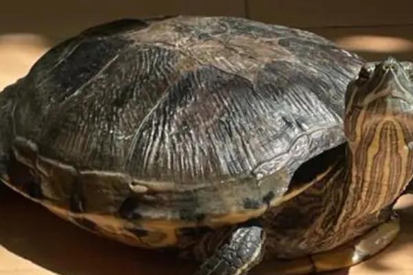 乌龟需要晒太阳吗，鳄龟或猪鼻龟不需要晒太阳