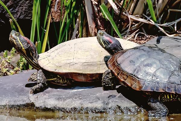 乌龟需要晒太阳吗，鳄龟或猪鼻龟不需要晒太阳