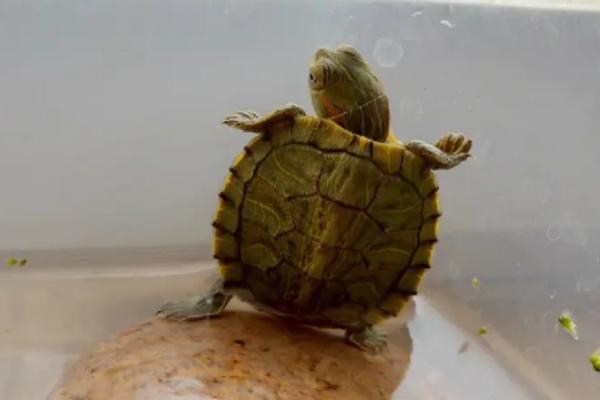 乌龟需要晒太阳吗，鳄龟或猪鼻龟不需要晒太阳