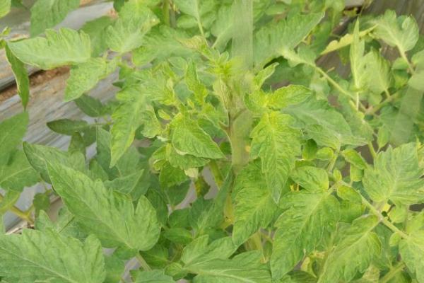 番茄叶子发黄的原因，缺镁、重茬、施肥不当都会导致