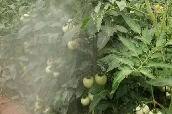 番茄叶子发黄的原因，缺镁、重茬、施肥不当都会导致