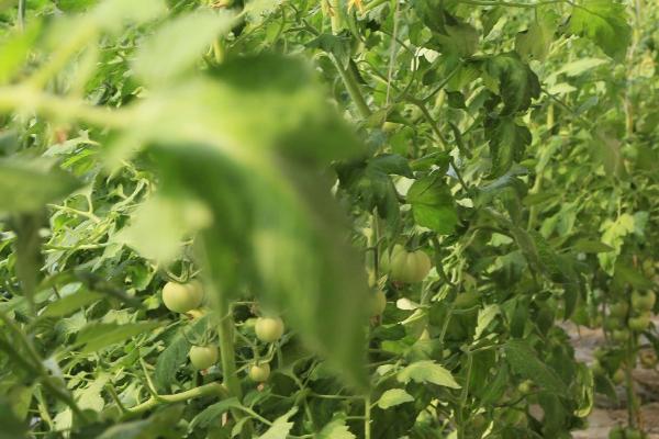 番茄叶子发黄的原因，缺镁、重茬、施肥不当都会导致