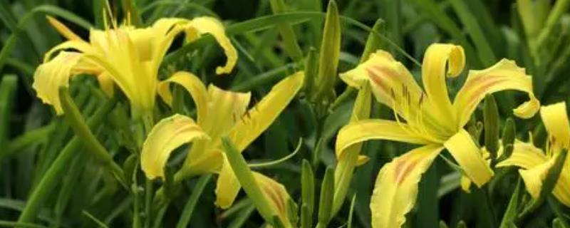 大花萱草怎么种植