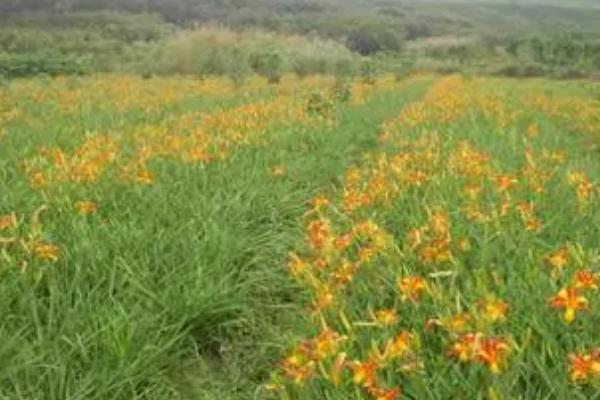 大花萱草怎么种植,开沟挖穴后再栽植覆土