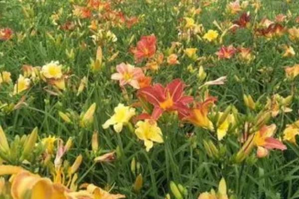 大花萱草怎么种植,开沟挖穴后再栽植覆土