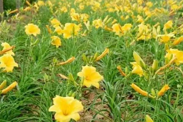 大花萱草怎么种植,开沟挖穴后再栽植覆土