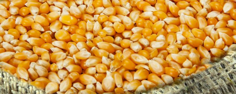如何选购玉米种子