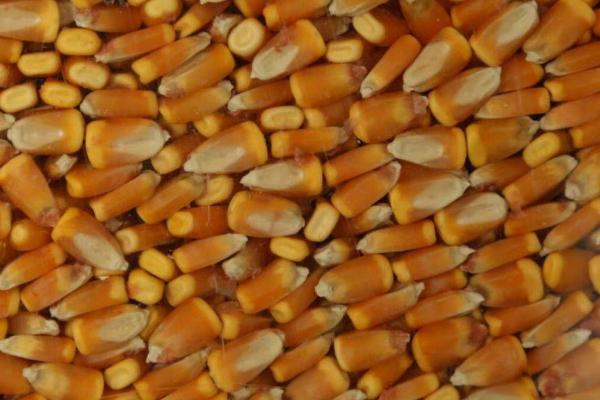 如何选购玉米种子，遵循以下十大依据