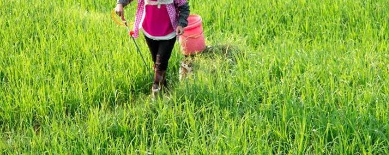 草甘膦除草剂复配加什么药效果好