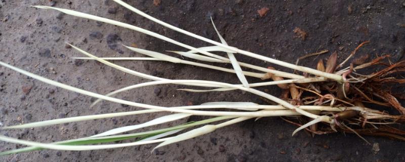 水稻秧苗发白的原因