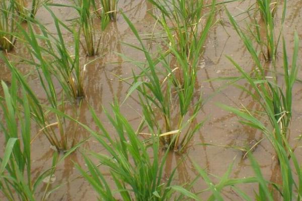 水稻秧苗发白的原因，缺素和白化病都会导致