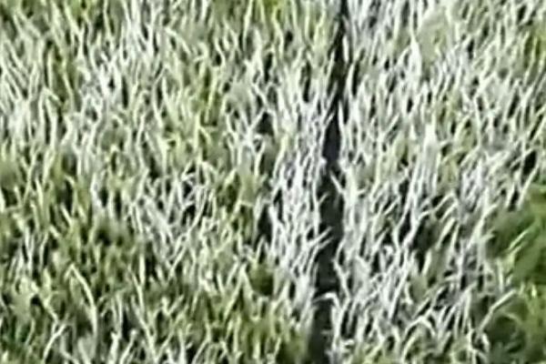 水稻秧苗发白的原因，缺素和白化病都会导致