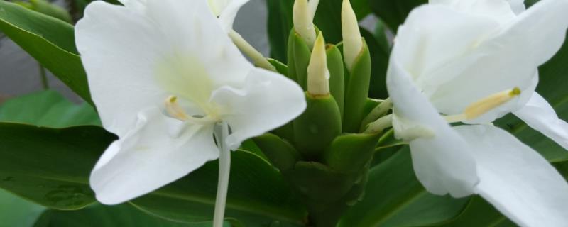 姜花的施肥方法